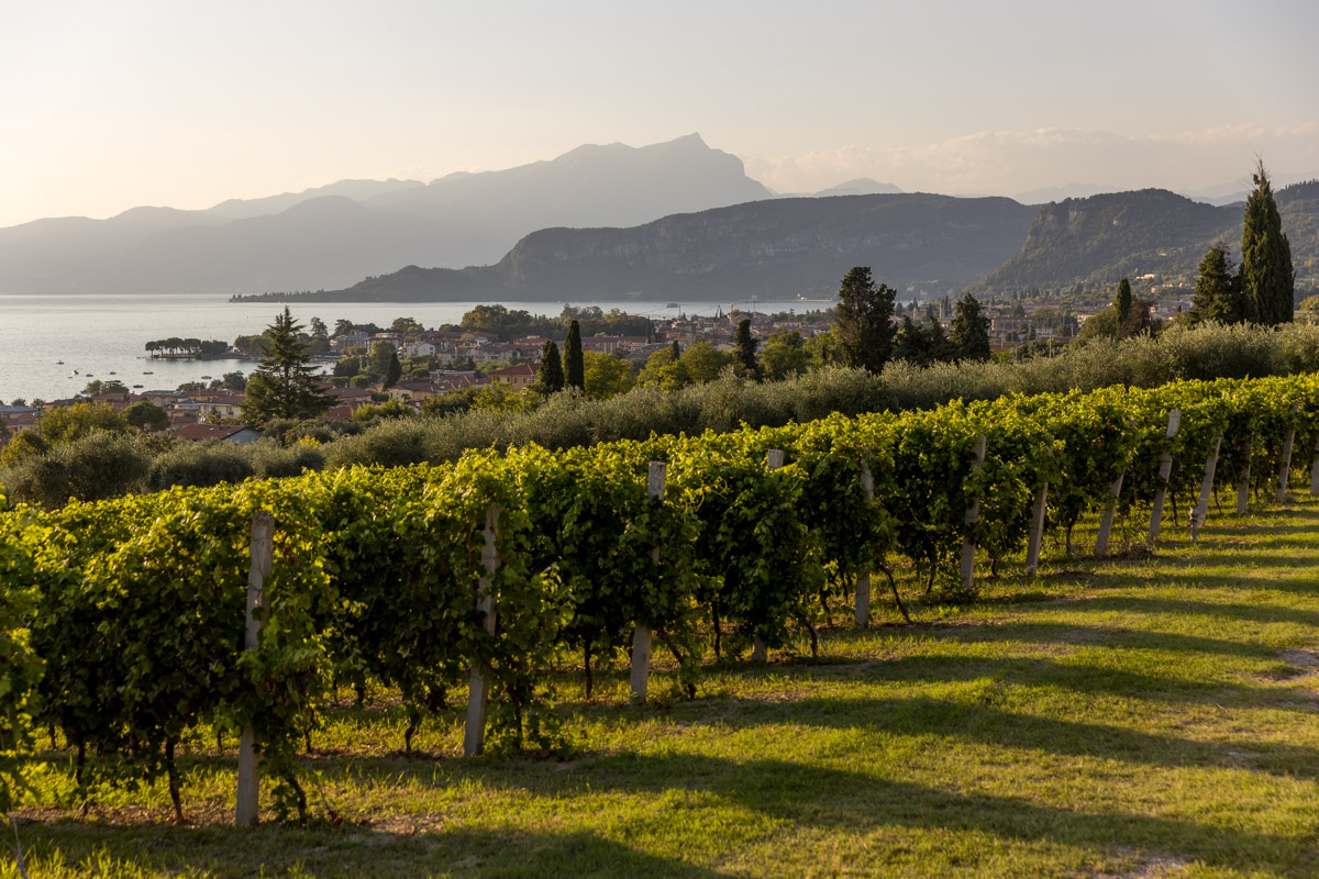 Weinberge mit Blick auf den Gardasee